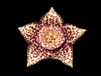Thumbnail of 1957_Stapelia variegata_20130716_01(3).jpg